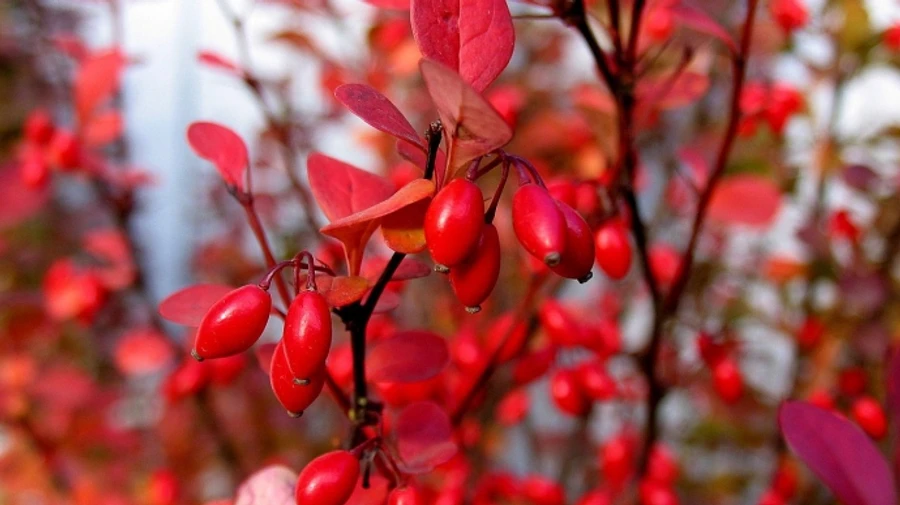 Последние дни августа будут теплыми, на западе пройдет дождь