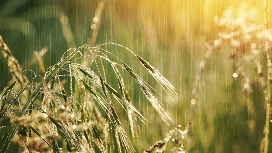 Первые дни лета придут с дождями и грозами  