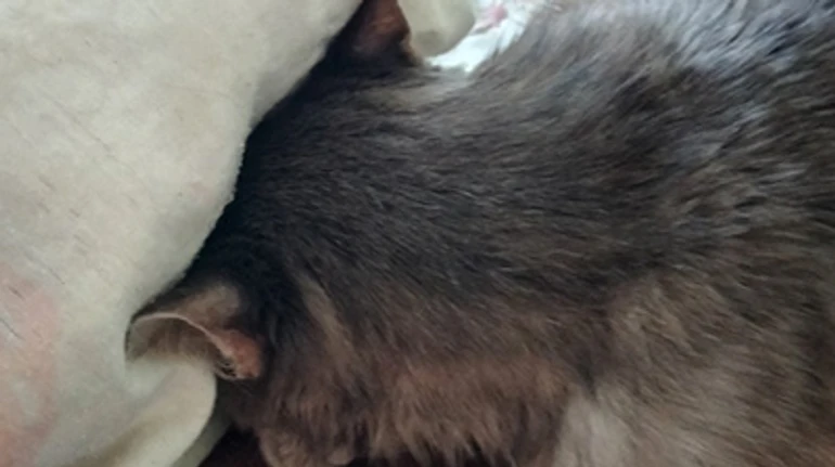 Sincerely, Nelly: The diary of a Mariupol resident who has lived through hell in a flat overlooking Azovstal