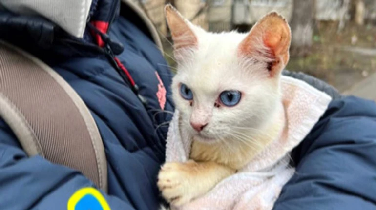 Оставленные в квартирах: как волонтеры в Киеве спасают животных от гибели