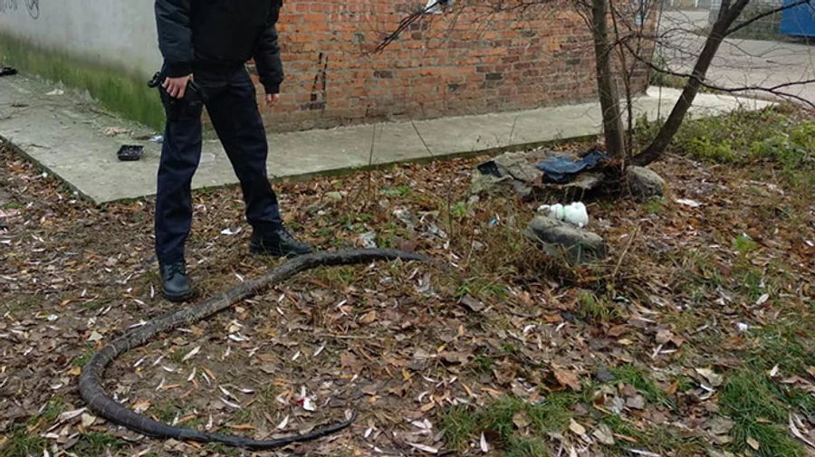 В Сумской области выясняют, как на улице оказался трехметровый питон
