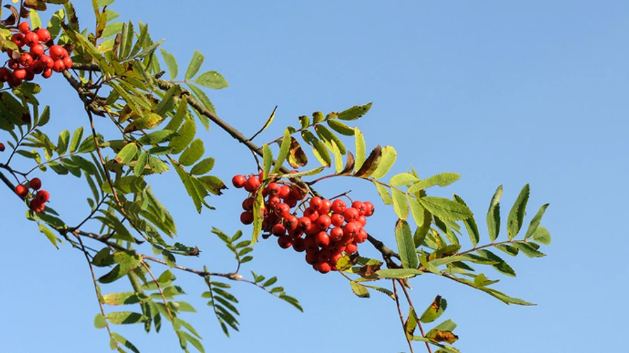В Украине до конца недели будет тепло и сухо