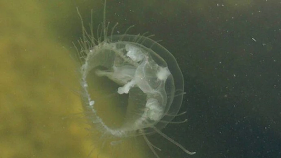 Медузы и рыба-игла появились в Днепре под Киевом – Ассоциация рыболовов