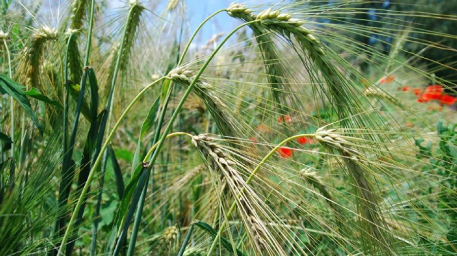 В Україну повертається спека, антициклон прожене дощі, але не скрізь