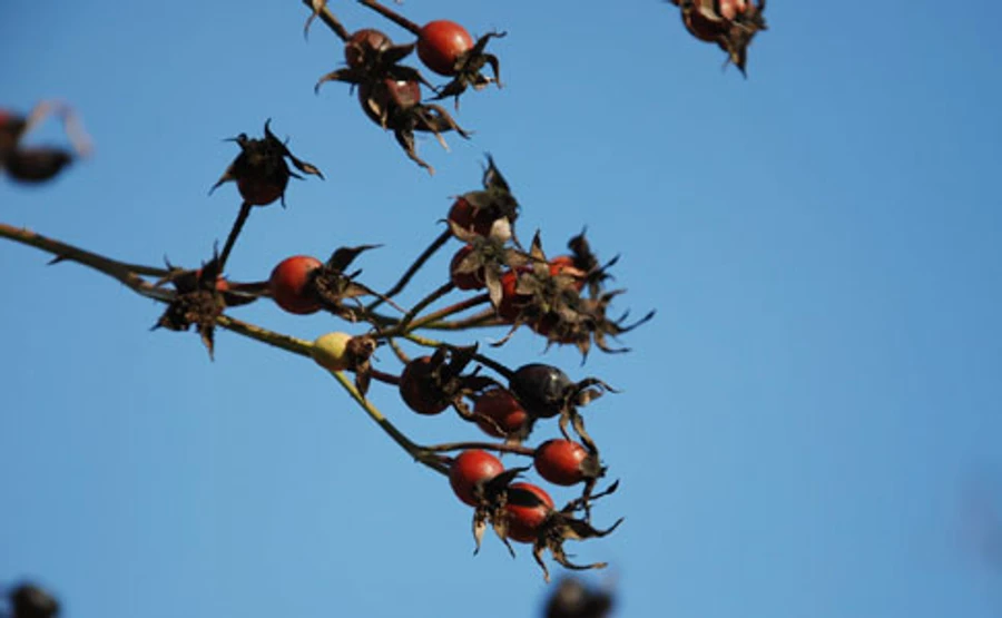 Накануне дня святого Николая в Украине будет до +15º