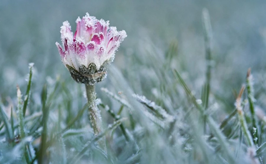 Погода: В ближайшие дни обещают сильные заморозки