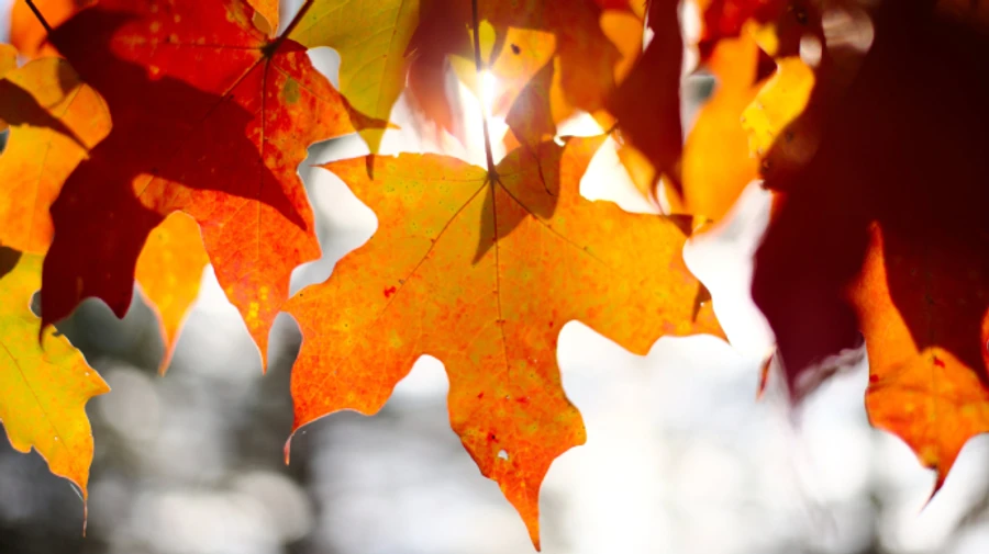 Сентябрь в Киеве завершился температурными рекордами