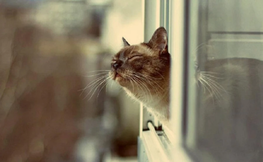 Через аномальне тепло підвищили температурну норму для Києва