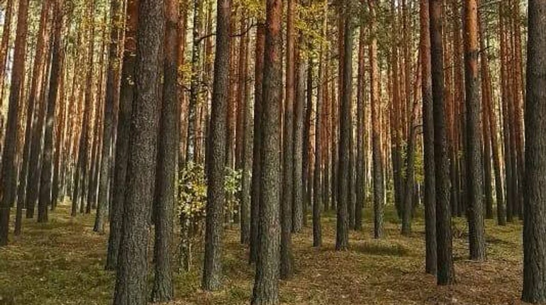 Уражені шкідниками: прокуратура викрила лісників, які наживалися на лісозахисті