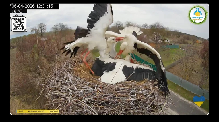 Звёздная пара аистов снова вместе: Грицик прилетел к гнезду и отбил Одарку у другого