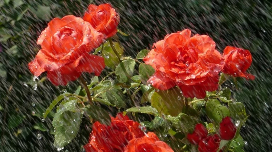 Синоптики попереджають про грози і град