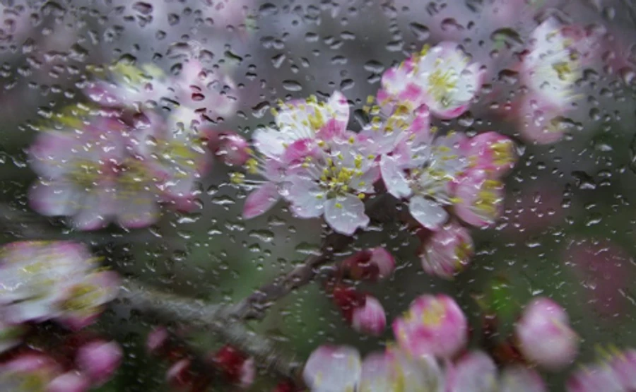 У п'ятницю Україну покропить дощик, вночі заморозки