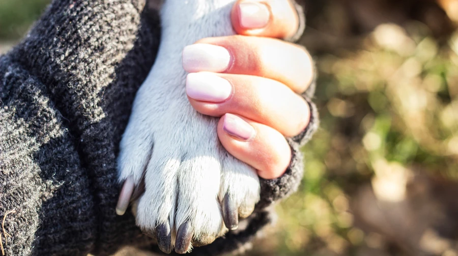 Как пережить потерю домашнего любимца и сохранить память о животном: советы психолога