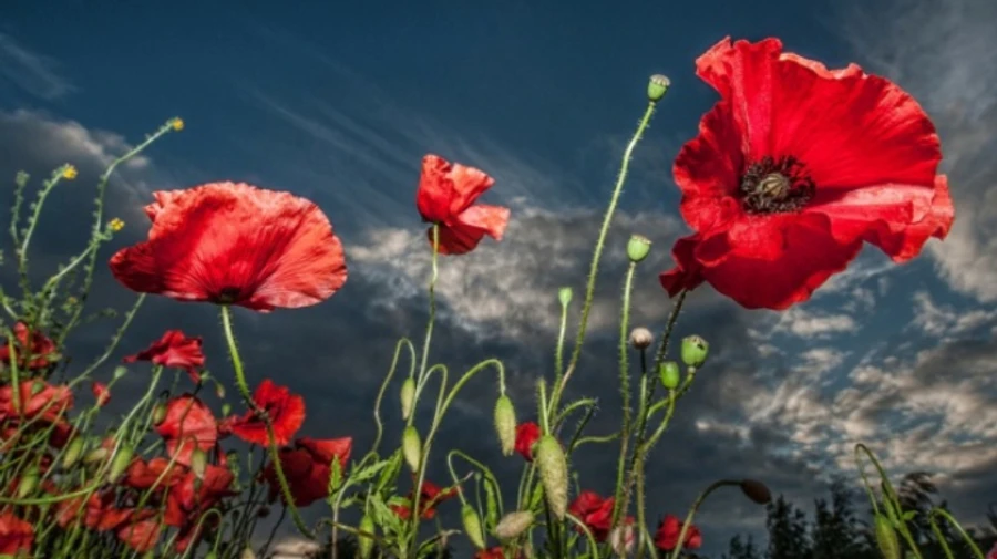 Липень в Україні дебютує спекою й грозами