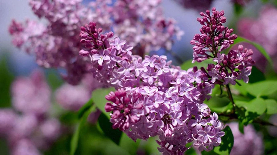 В Україні буде від 6 морозу до 20 тепла і дощ