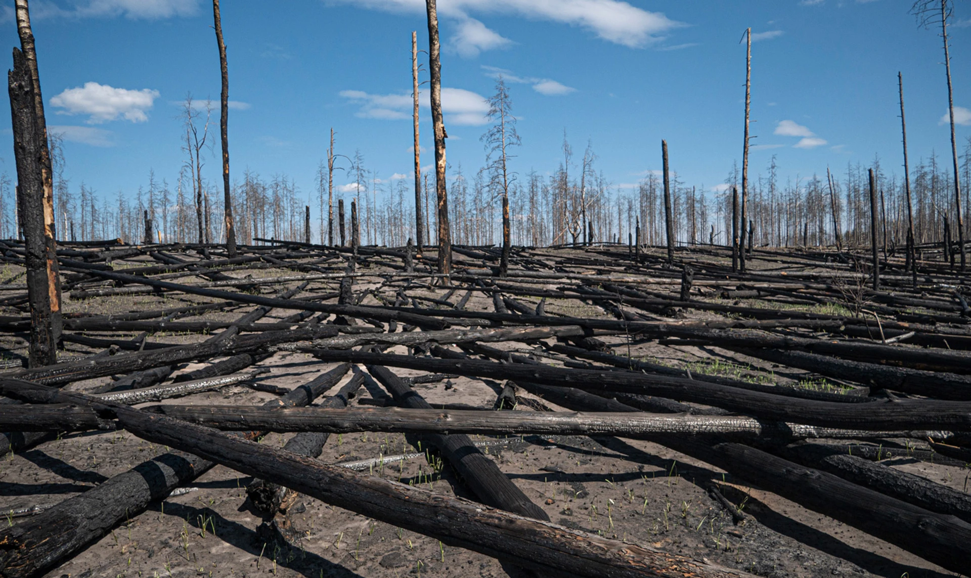 І повсюди тліють пожежі. Як живуть люди в селах, де горіли ліси на Житомирщині
