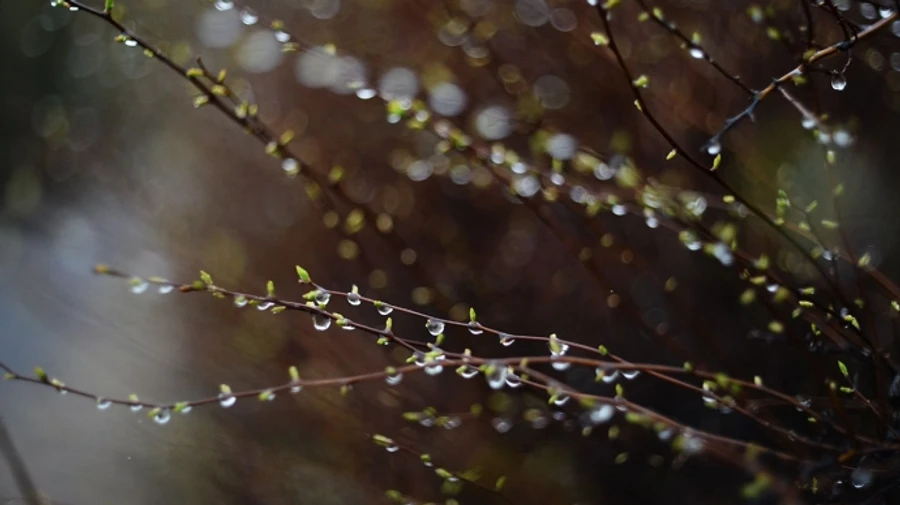 В Украине в ближайшие дни будут идти дожди