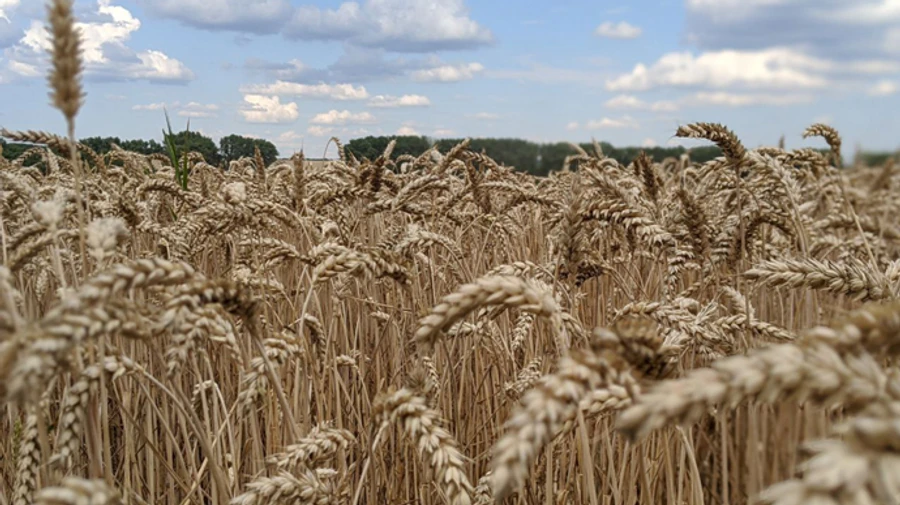 В Україну йдуть дощі, свіжість і прохолода