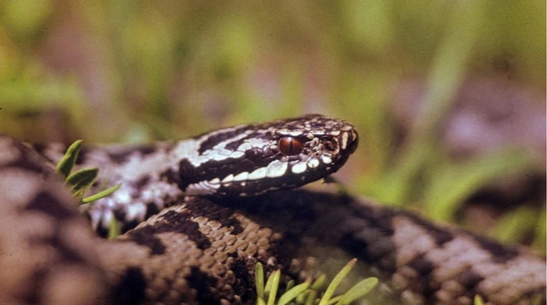 Скільки людей постраждало від укусів змій у 2025 році: в ЦГЗ назвали статистику по областях