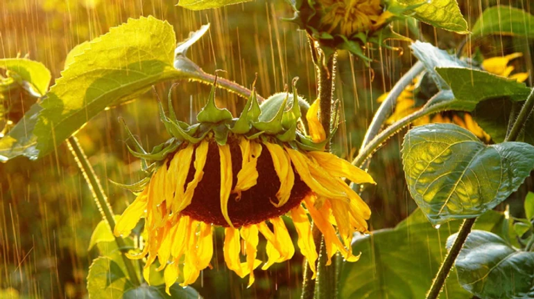 Украину накроют дожди и грозы