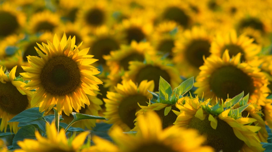 Синоптики рассказали, какой погоды ждать в июле