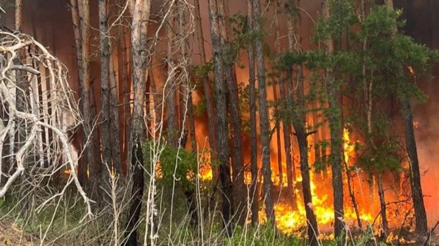 Almost 4,000 hectares of forest are burning in Kharkiv Oblast – photos