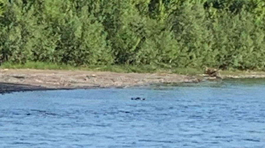 В пограничье к берегу Тисы прибило тело утопленника: 25-й со времени великой войны