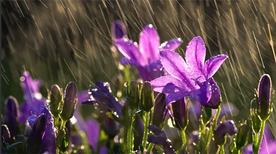 В Україні буде холодно і дощ, можливі заморозки 