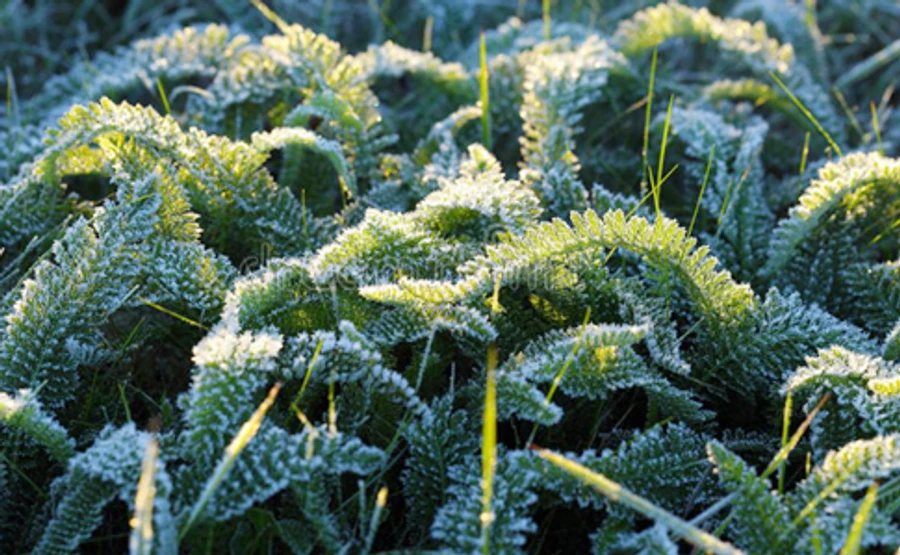 Синоптики предупреждают о заморозках в некоторых областях