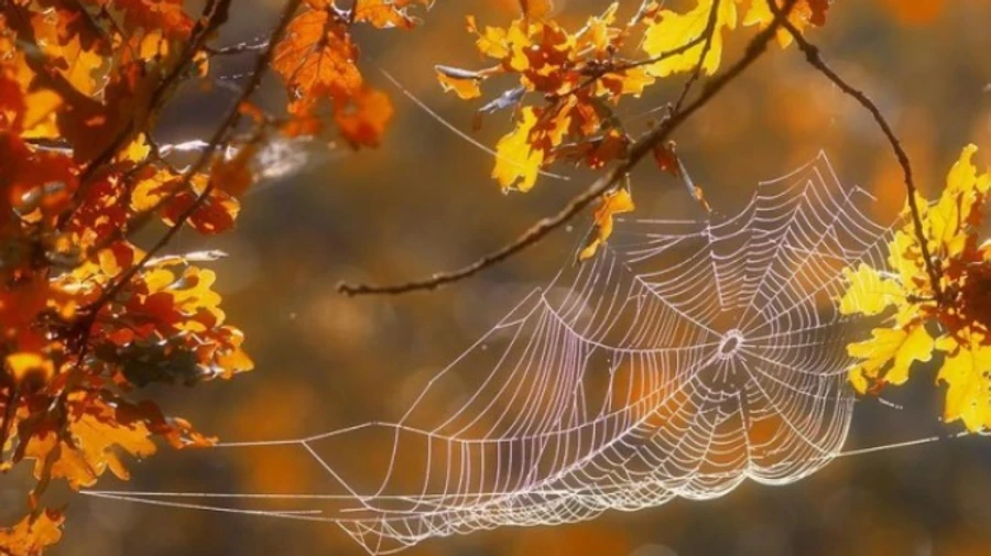 В Україну прийшло бабине літо: що це таке - пояснюють синоптики