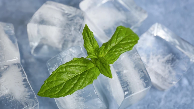 Чому м'ята викликає відчуття холоду? Вчені нарешті отримали відповідь