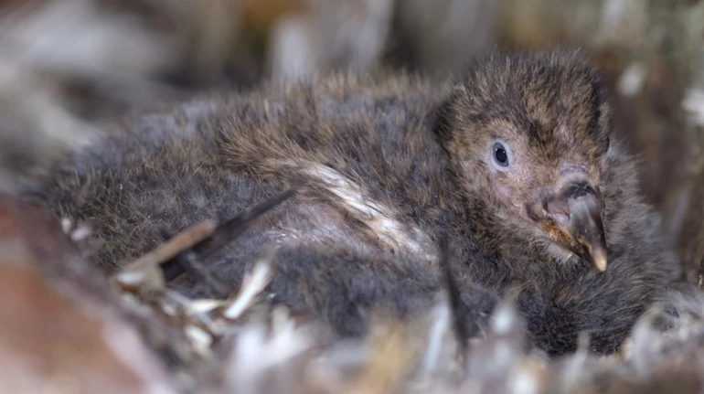 Українські полярники здобули чотири нагороди в конкурсі наукових фотографій