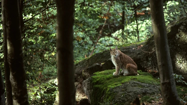 Что вы знаете о самой большой дикой кошке Европы? Проверьте себя в ТЕСТЕ