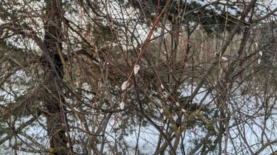 Попри морози, січень у Києві виявився теплішим за норму
