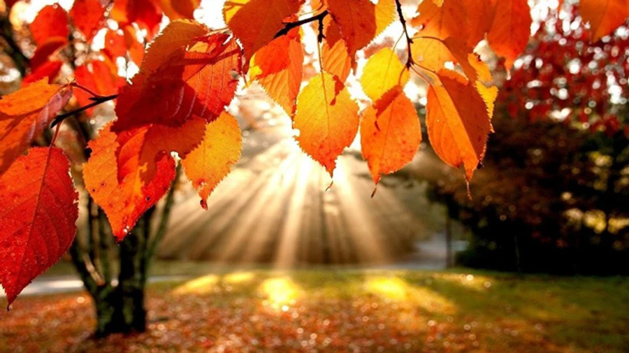 На вихідних буде прохолодно, але без опадів 