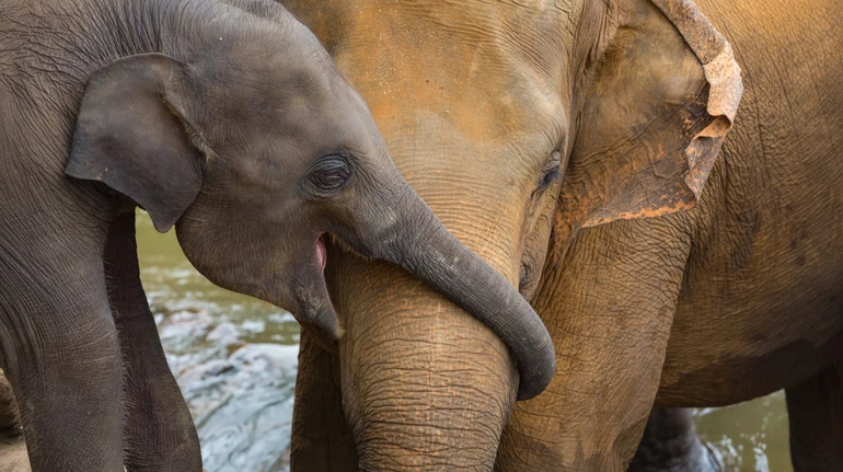 Не такие же, как у других млекопитающих: исследователи узнали, зачем слонам тысяча усов на хоботе