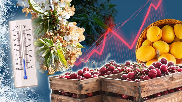 Без черешні, малини та яблук. Що ще знищили весняні заморозки