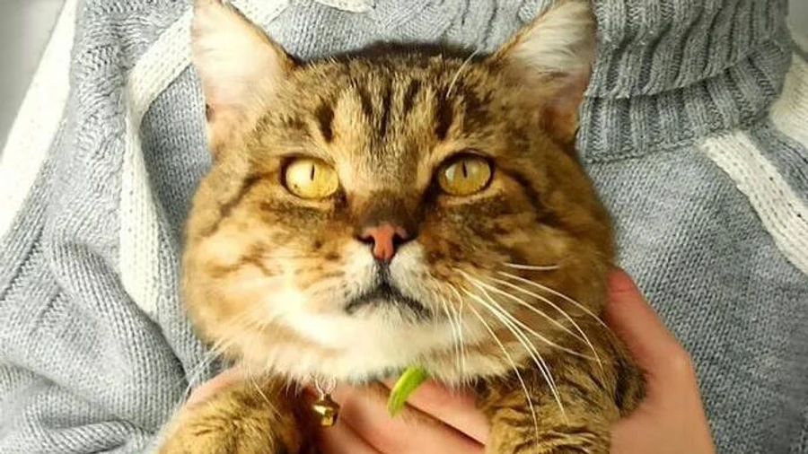 Cat dies in Kyiv Oblast shelter during large-scale Russian attack – photo