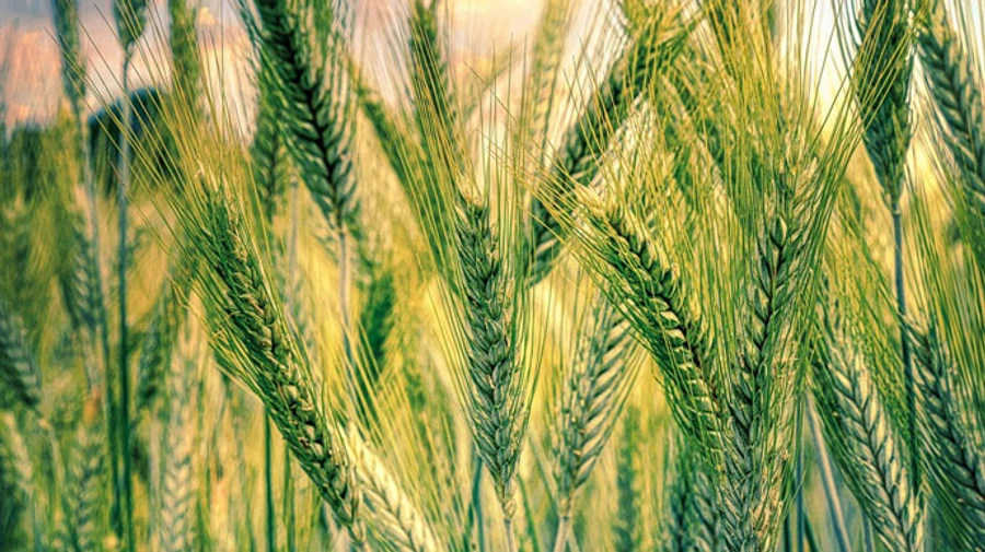 EU considers concessions to Russian bank in exchange for continuation of Grain Initiative