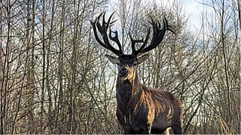 Зірковий олень Борис знайшовся після наїзду автівки та тижнів хованок