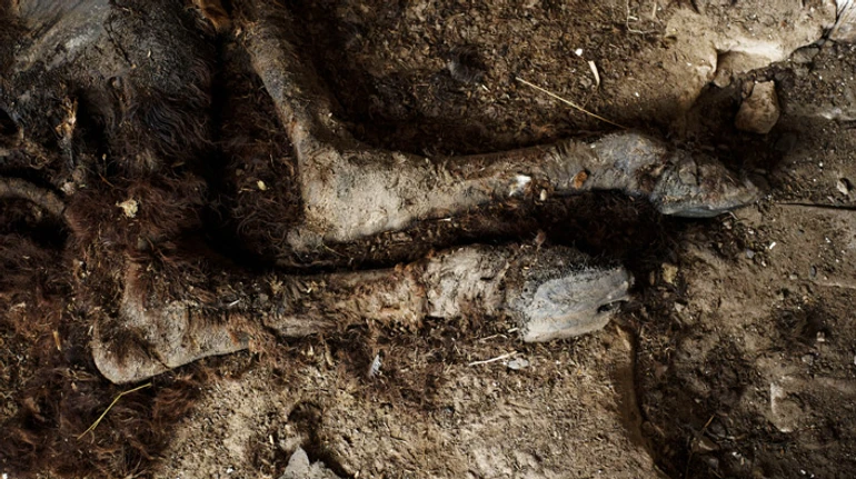 Кладовище контактних тварин. Як зоопарк у Ямполі не пережив окупацію