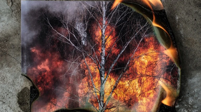 Киевские чащи: что скрывают зеленые зоны столицы