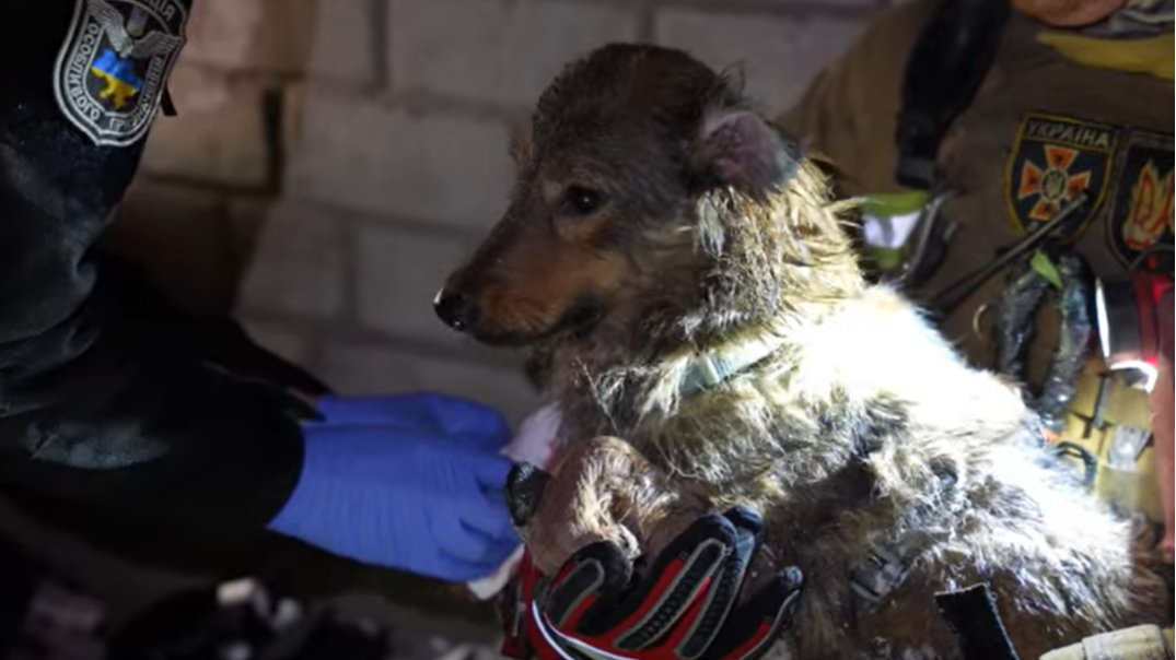 "Waiting faithfully": two dogs whose owners were killed found at site of Russian strike in Kyiv – video