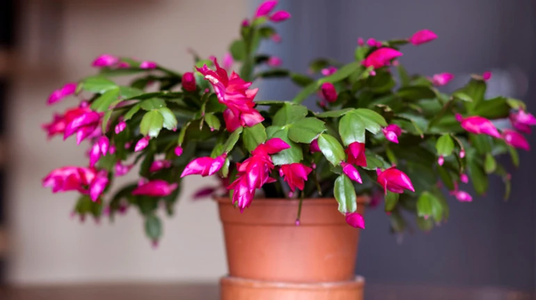 Не лише різдвяник та орхідея: які кімнатні рослини цвітуть взимку та як за ними доглядати