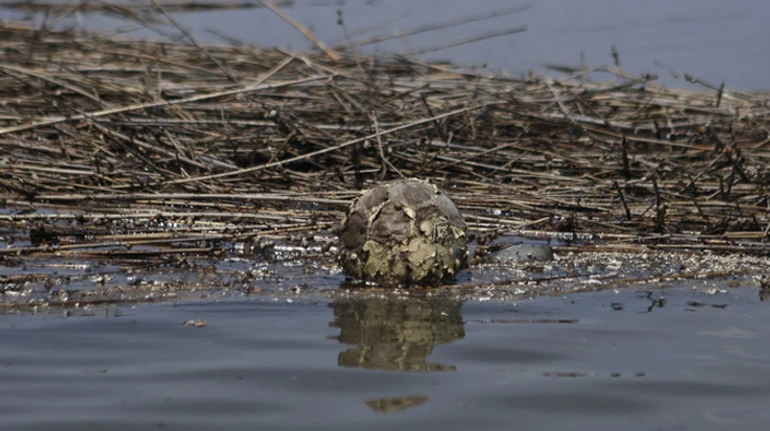 Без води. Як катастрофа на Каховській ГЕС може знищити овочівництво Півдня