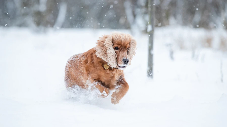 Запад и север Украины притрусит снежком