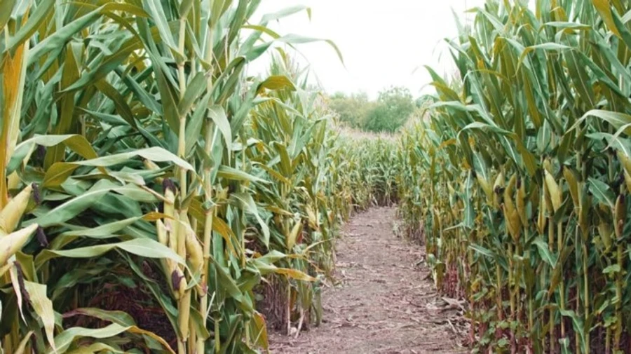 Полицейские посреди поля нашли двухлетнюю девочку, которую искали всю ночь