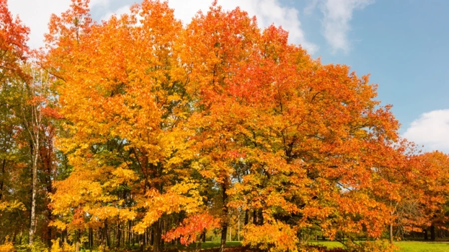 В Україну повертається вересневе тепло: у суботу до +25°