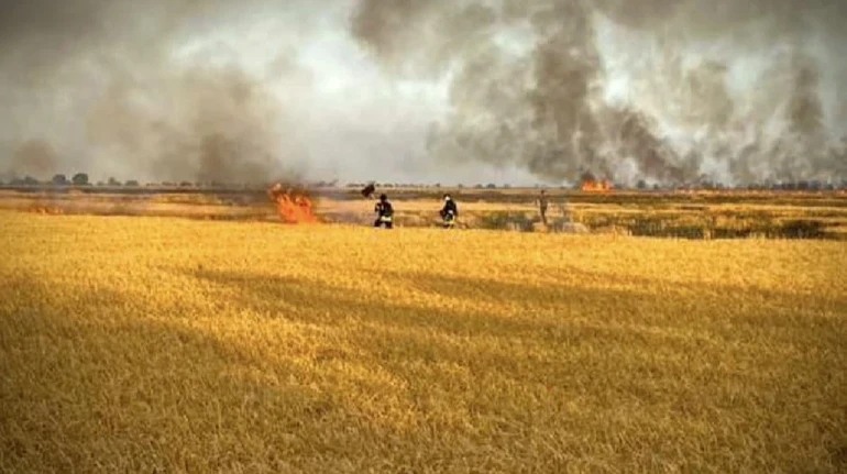 ЗМІ: Херсонські фермери вирощують овочі замість пшениці – бояться пожеж