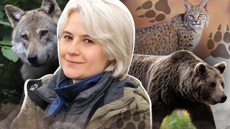 Действительно ли на Полесье возвращается самый большой хищник Европы и как волки и рыси переживают войну